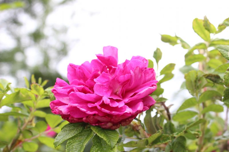 En ros vid Blomvreten 2014.